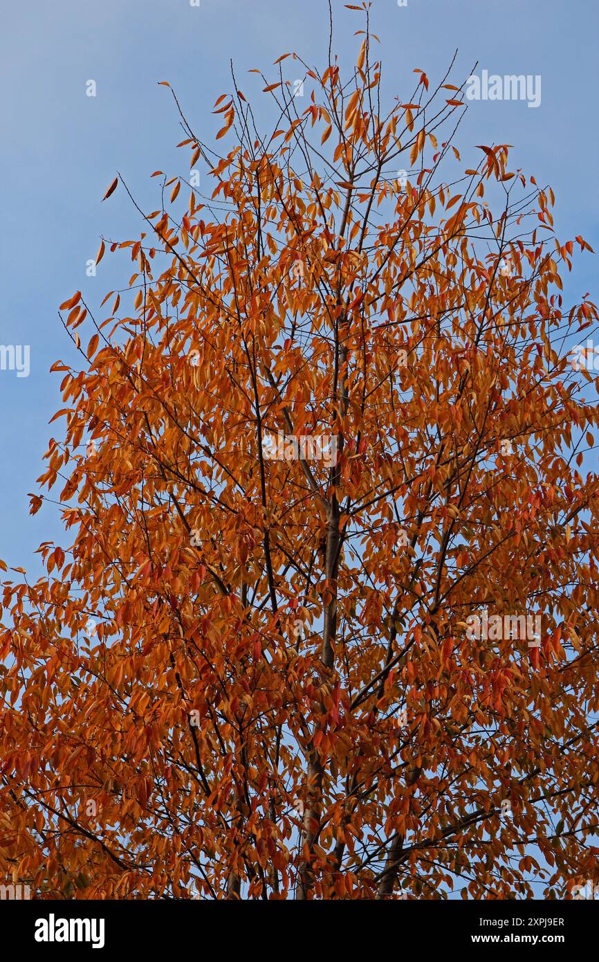 Das Baldachin eines japanischen Zelkova-Baumes mit leuchtend rot-orangen Herbstblättern stand im Kontrast zu einem blauen Himmel mit strahlend weißen Wolken Stockfoto