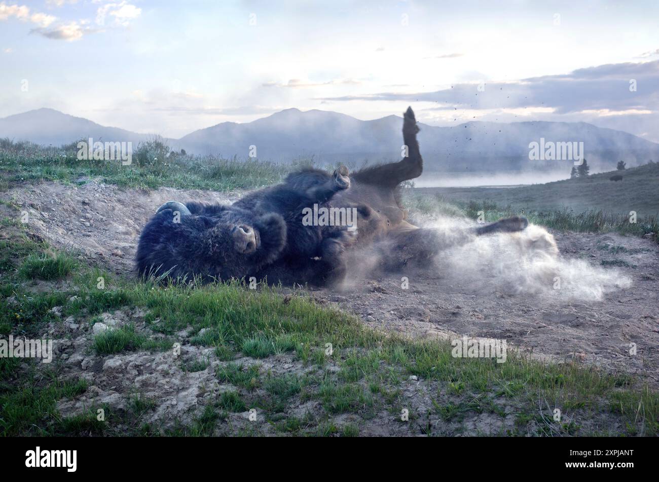 Buffalo Rolling in the Dirt, Yellowstone National Park Stockfoto