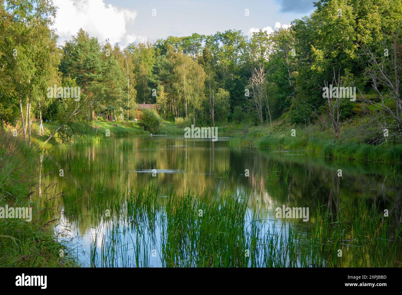 Ruhiger See eingebettet in einen grünen Wald an einem sonnigen Sommertag, der die ruhige natürliche Schönheit von Grün und ruhigem Wasser widerspiegelt. Stockfoto