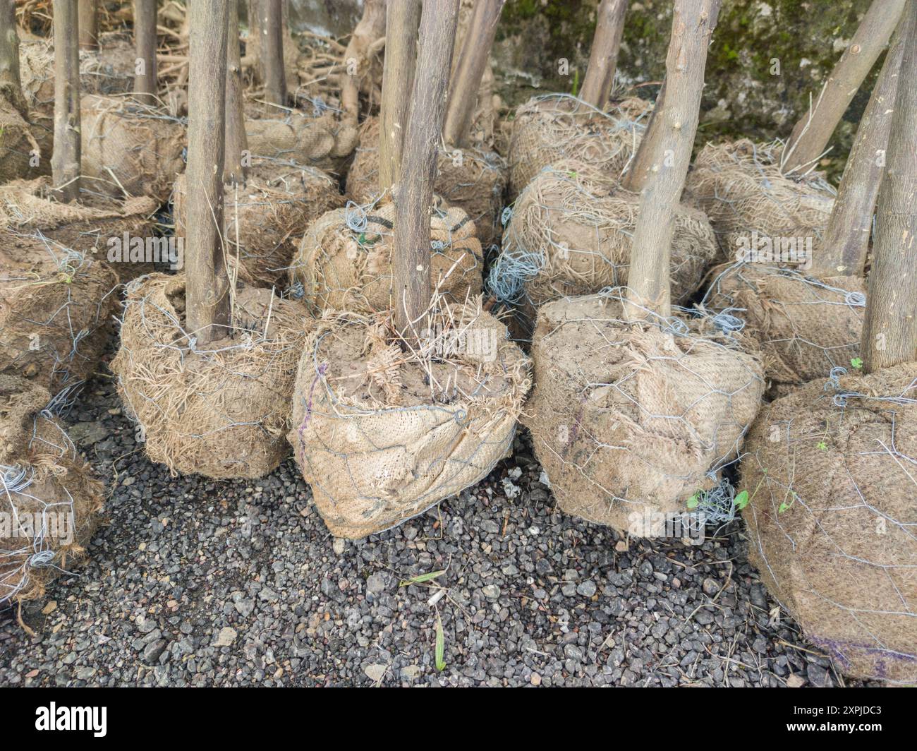 Baumwurzeln bedeckt mit Erdkugel. Wurzelkugel geschützt durch einen Beutel aus Naturfaser und Metallgewebe Stockfoto