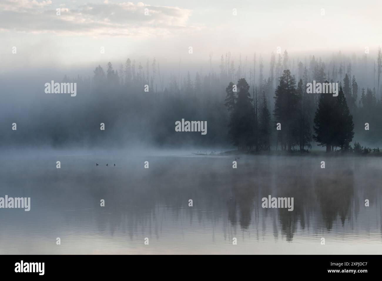 Nebelmorgen auf dem Yellowstone River im Yellowstone National Park Stockfoto