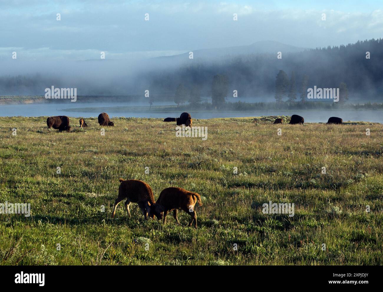 Büffelkälber spielen im Yellowstone-Nationalpark Stockfoto