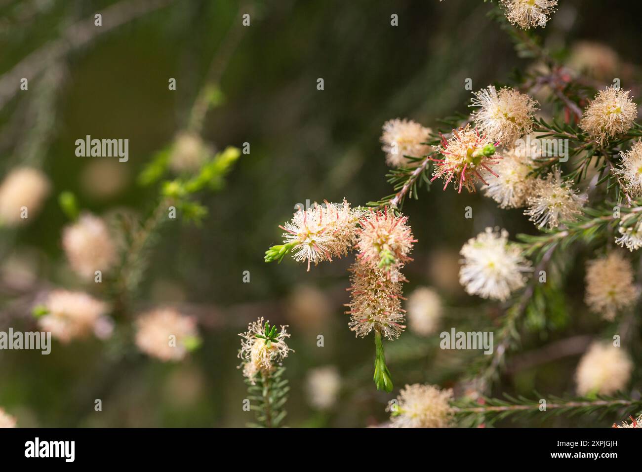 Melaleuca ericifolia (Sumpfpaperrinde) blüht im Frühjahr auf dem Baum. Myrtaceae Australia Melaleuca oder der australische Teebaum ist einer der wertvollsten Stockfoto