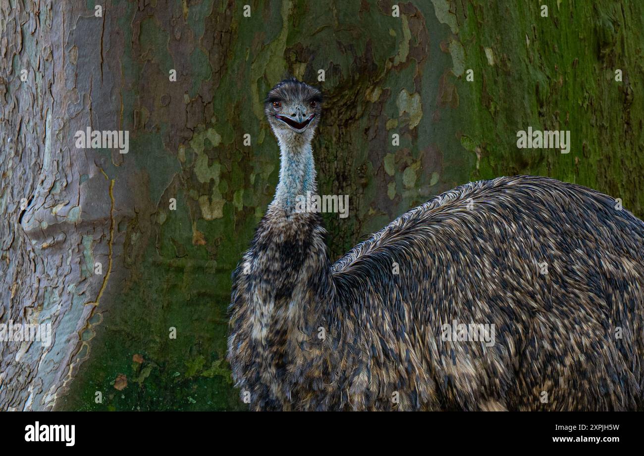 Emu (Dromaius novaehollandiae) - Australian Flight less Bird Stockfoto