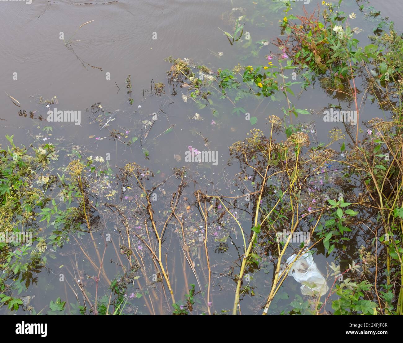 Mit Blick auf den Fluss Nith im Stadtzentrum von Dumfries nach starkem Regen und Flut schwimmt eine weiße Plastiktüte zwischen den Pflanzen in Schottland. Stockfoto