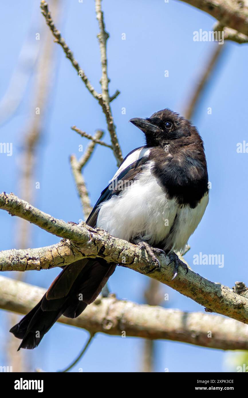 Eurasische Elster im Turvey Nature Reserve, Dublin. Allesfressender Vogel, isst Insekten, Früchte und kleine Tiere. In Europa, Asien und im Norden zu finden Stockfoto