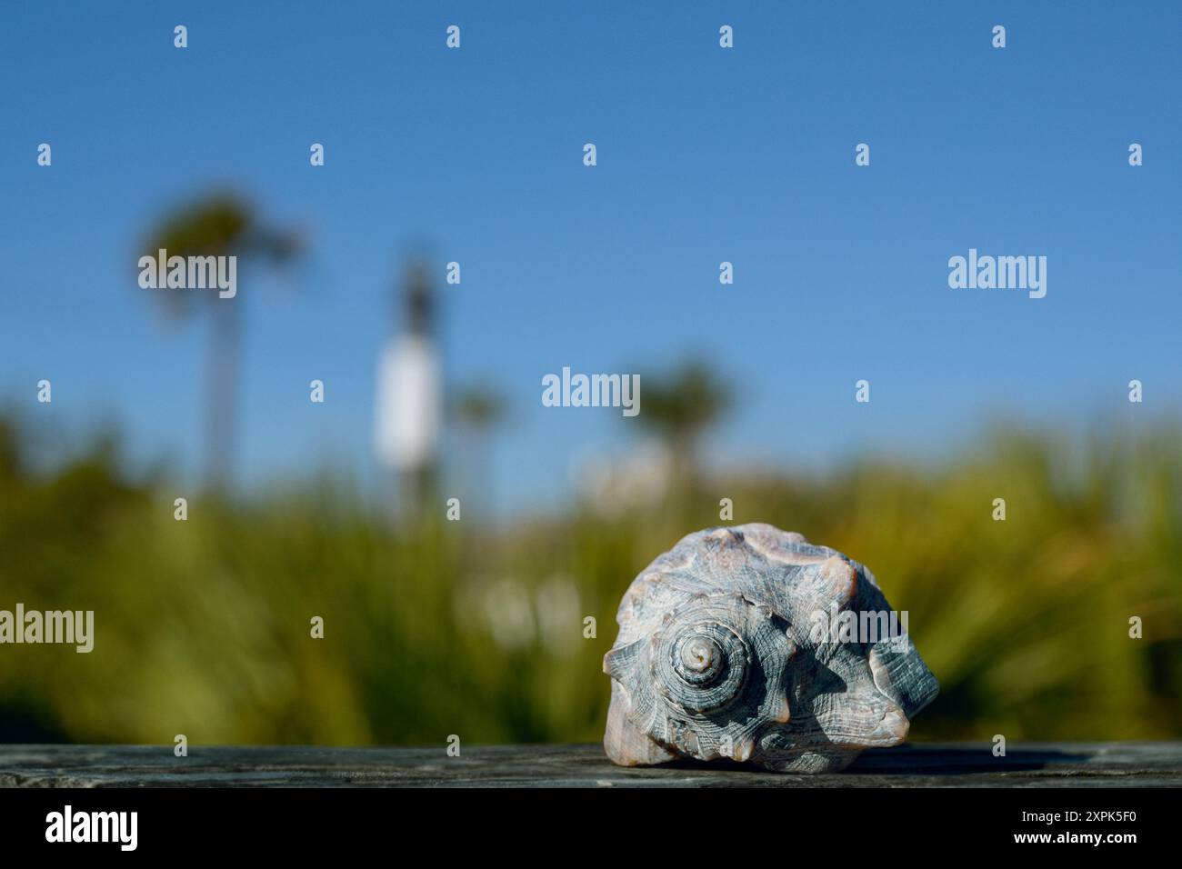 Nahaufnahme einer Schneckenmuschel mit verschwommenem Hintergrund oder eines Leuchtturms und Palmen. Tybee Island, Georgia, USA. Blauer Himmel mit Platz zum Kopieren. Stockfoto