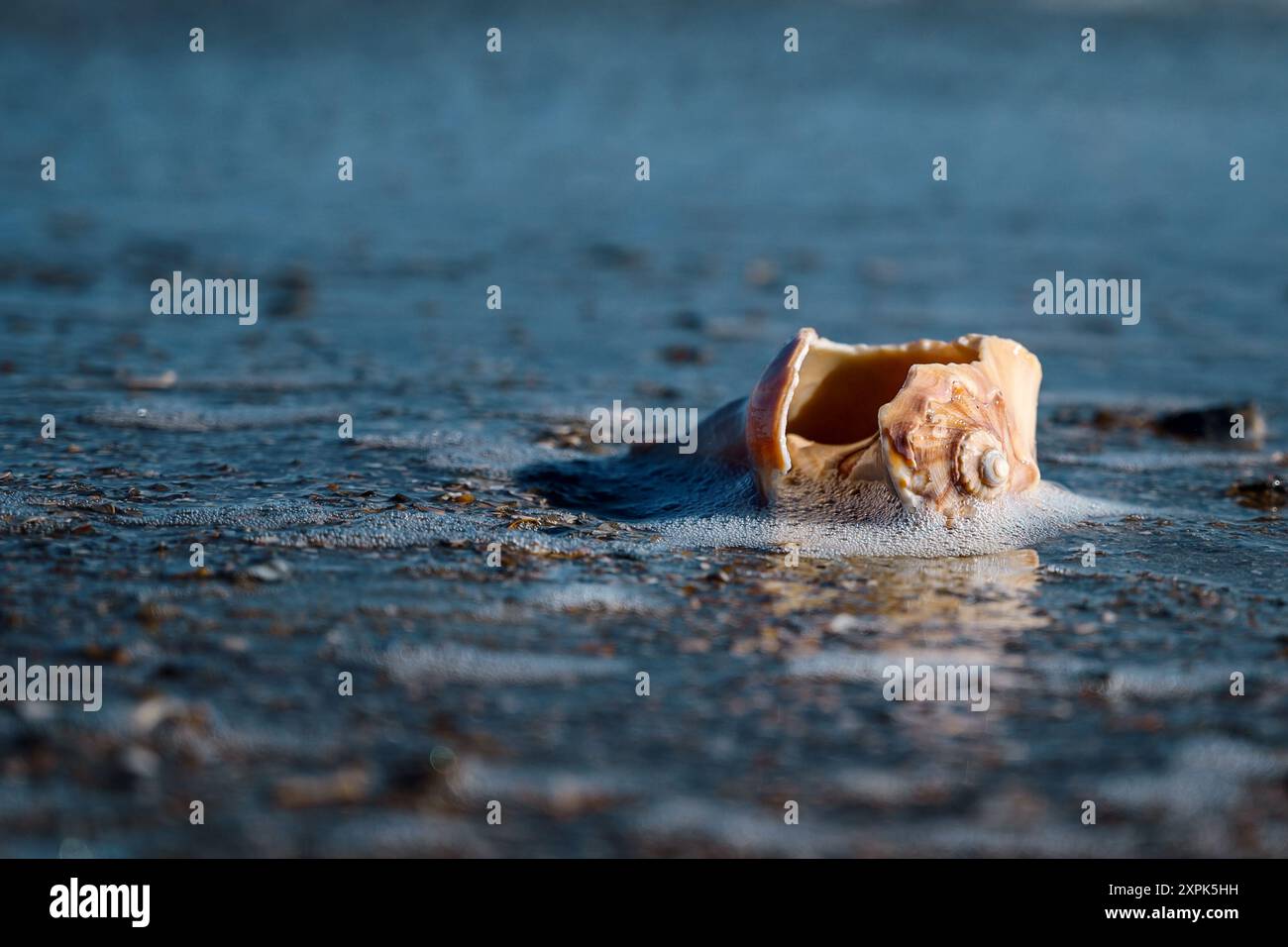 Nahaufnahme zerbrochener Muschelschalen mit Reflektoren, die auf dem Meer aufgespült wurden. Unscharfer blauer Hintergrund mit Platz zum Kopieren. Tybee Island, Georgia, USA. Stockfoto