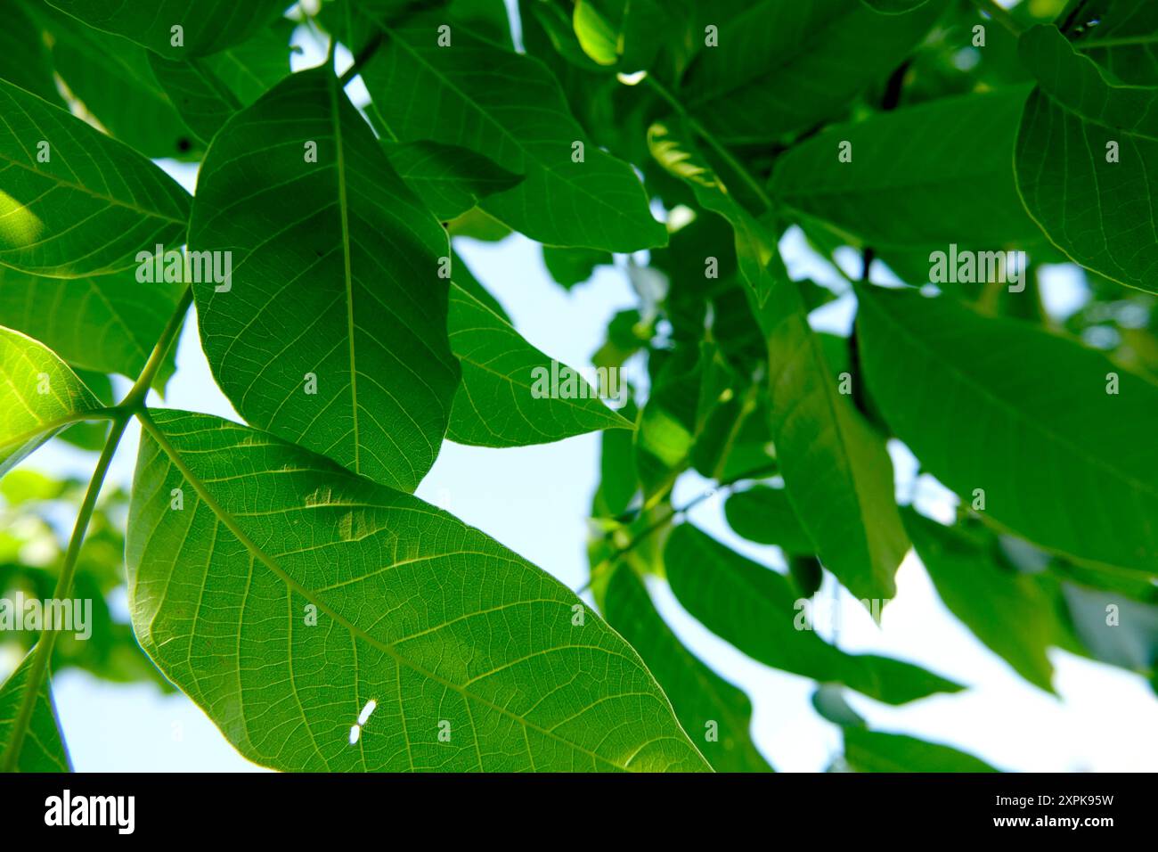 Die leuchtend grünen Blätter des Walnussbaums Juglans regia zeigen komplizierte Texturen und Muster, während sie sich im warmen Sonnenlicht sonnen. Die Szenenaufnahme Stockfoto