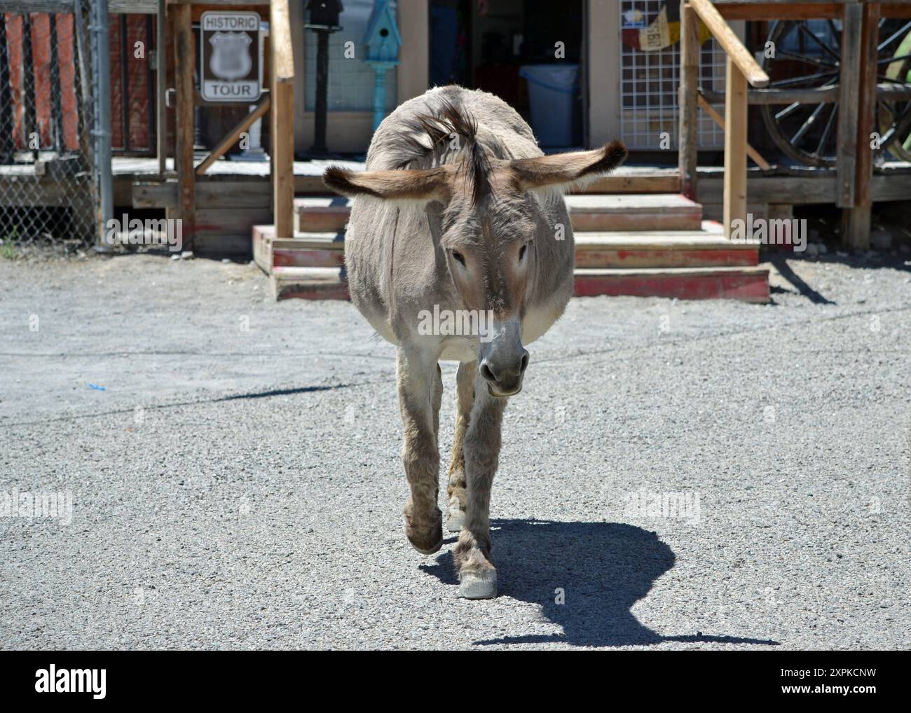 Ein schwangerer Wildesel streift mit tief gehendem Kopf durch die Straßen in Oatman Arizona an einem heißen Sommertag. Stockfoto