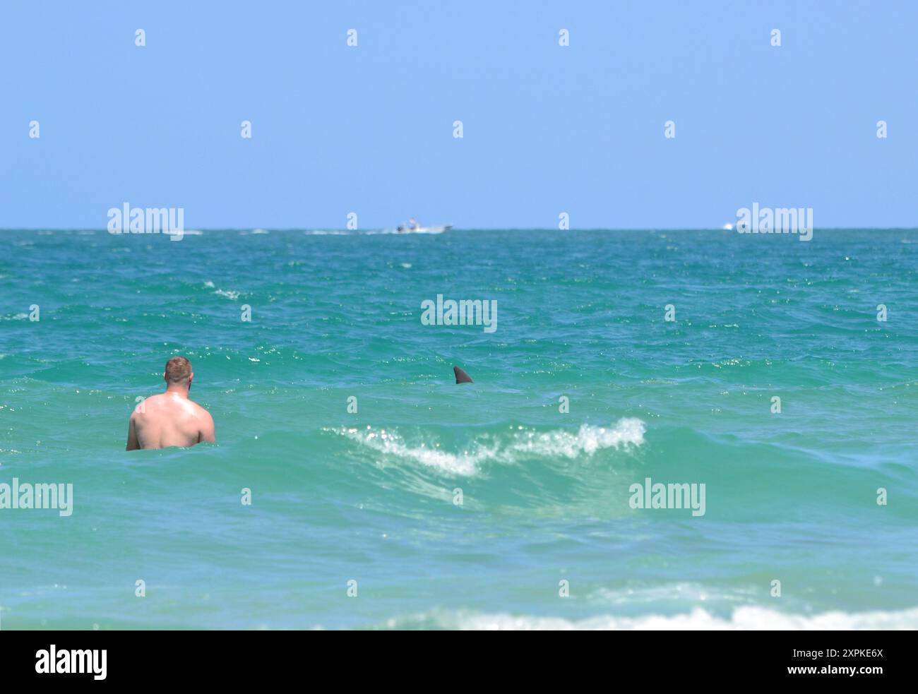 Ein Delfin gleitet an einem Strandgänger vorbei, der im brusttiefen türkisfarbenen Wasser am Rand des Ozeans in Ponce Inlet Beach, Florida, steht. Stockfoto