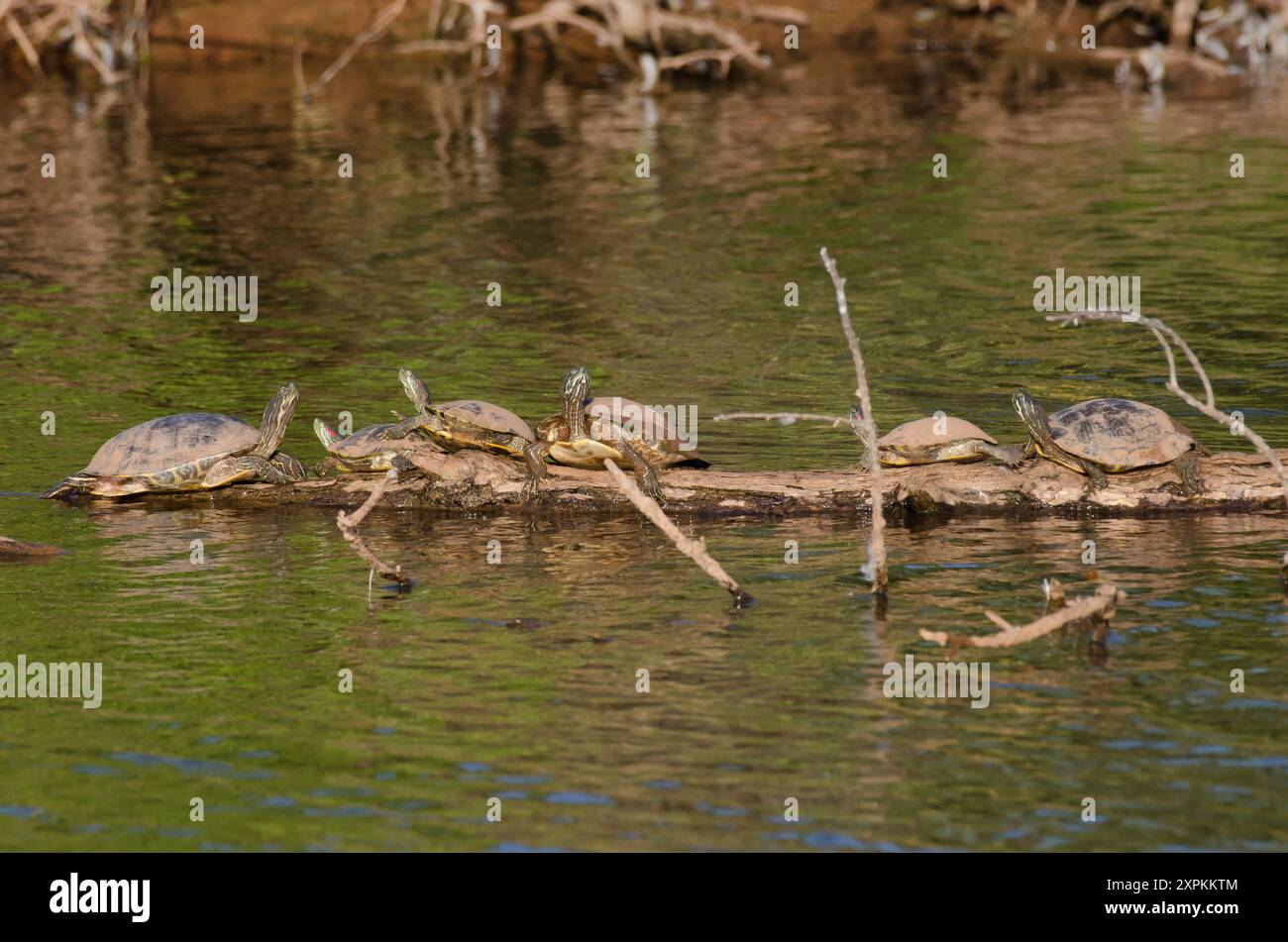 Eastern River Cooters, Pseudemys concinna concinna und Rotohr-Slider, Trachemys scripta elegans, auf Baumstämmen Stockfoto