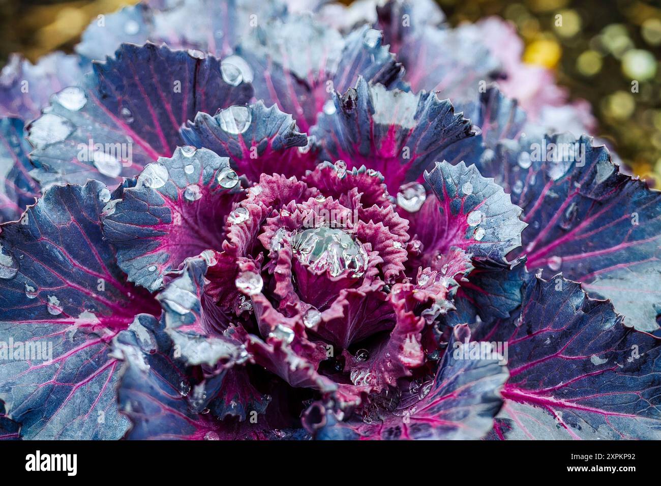 Nahaufnahme von Brassica oleracea, Zierkohl mit Tautropfen Stockfoto