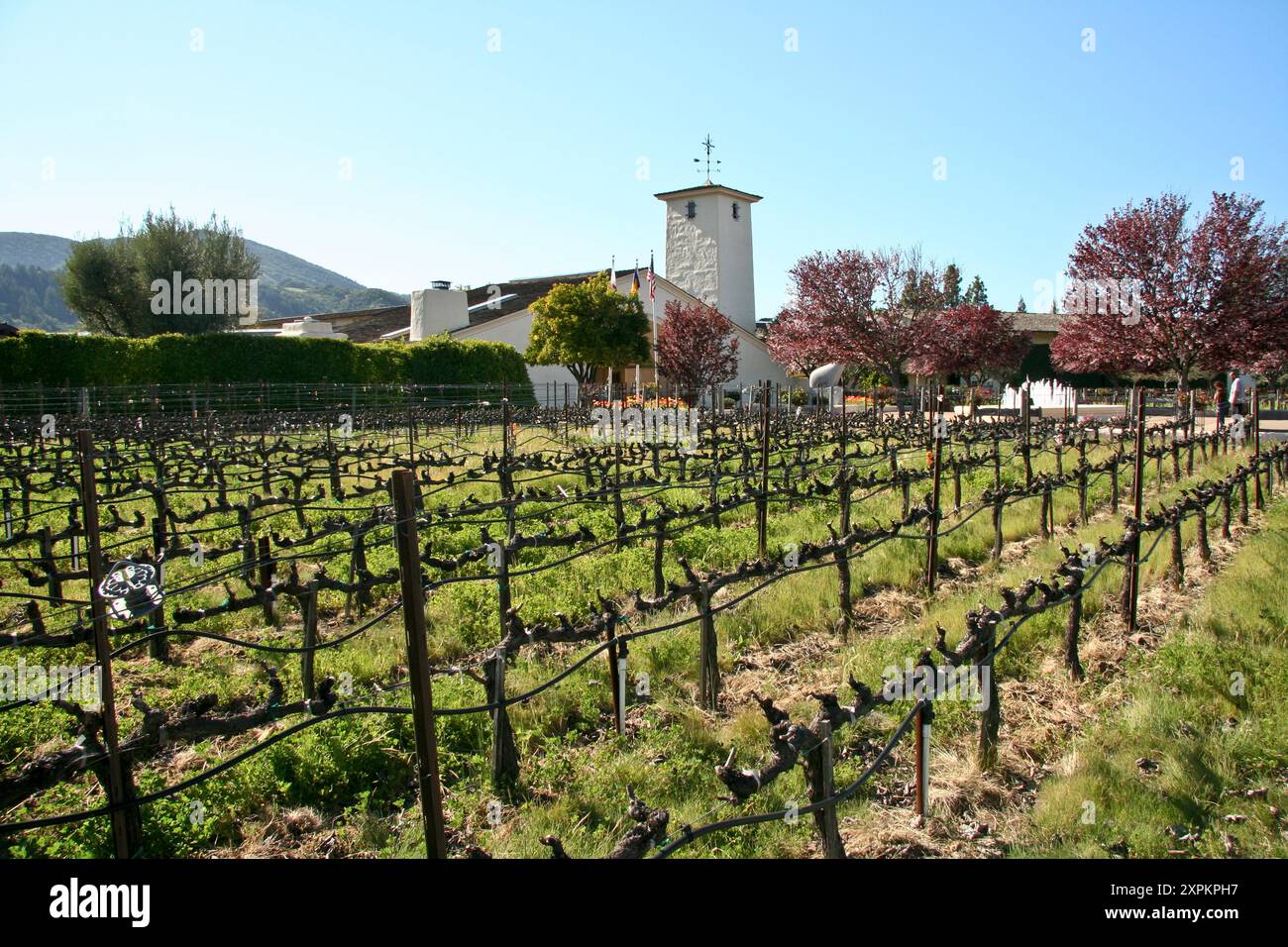 Robert Mondavi Weinrebe, Kalifornien Stockfoto