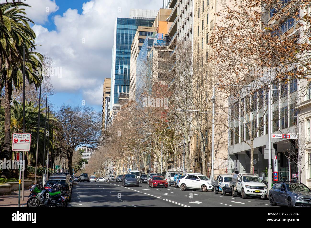 Macquarie Street im Stadtzentrum von Sydney, gesäumt von Wolkenkratzern Bürogebäude und Palmen in den Royal Botanic Gardens, Sydney CBD, NSW, Australien Stockfoto