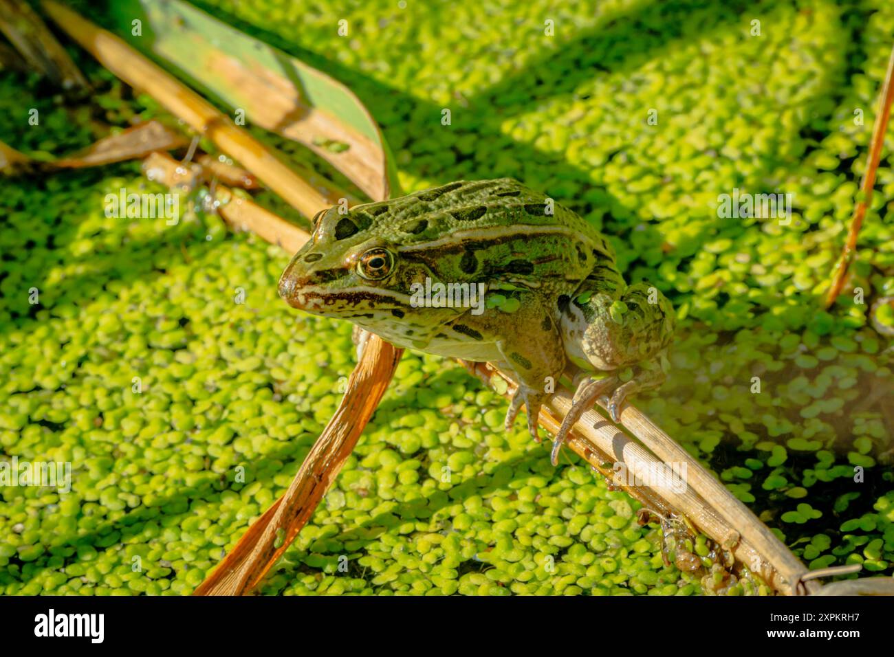 Der nördliche Leopardenfrosch (Lithobates pipipiens) liegt auf einem Katzenstängel über grünem Entenweed, Castle Rock Colorado USA. Foto im September. Stockfoto