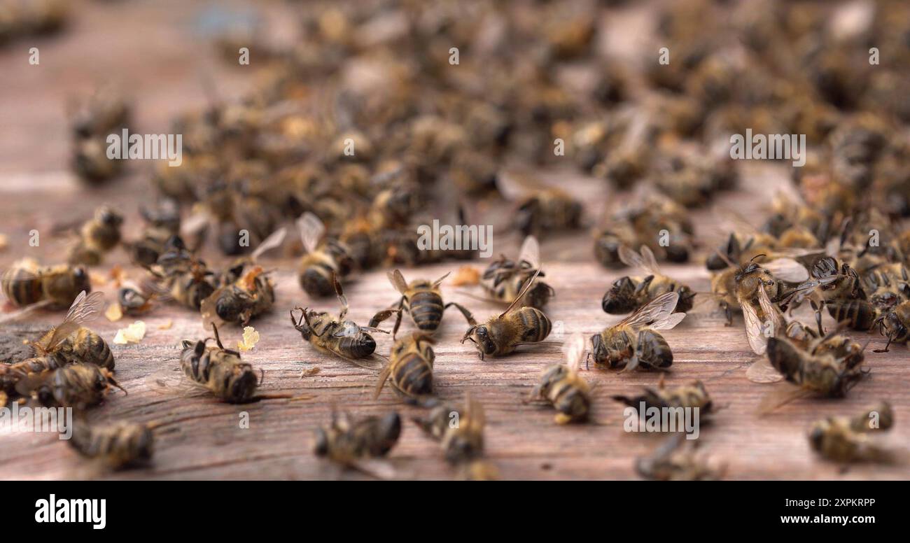 Tote Bienen im Stock. Koloniekollaps-Störung. Hunger, Pestizidbelastung, Schädlinge und Krankheiten Stockfoto