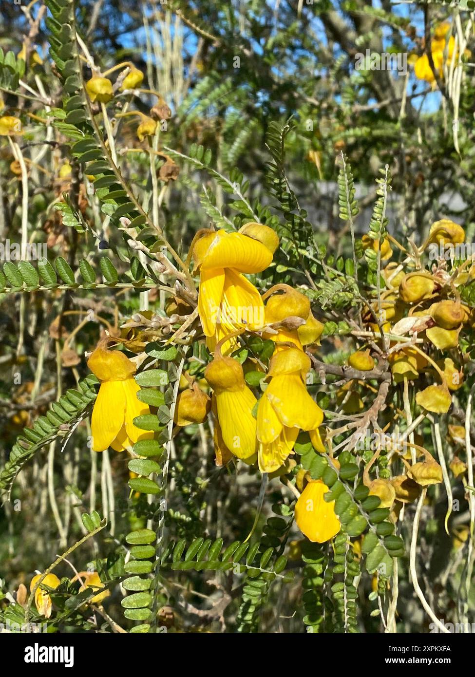 Foto der Blume von Kowhai, einer kleinen bewaldeten Leguminosen der Gattung Sophora, die in Neuseeland beheimatet sind. Stockfoto