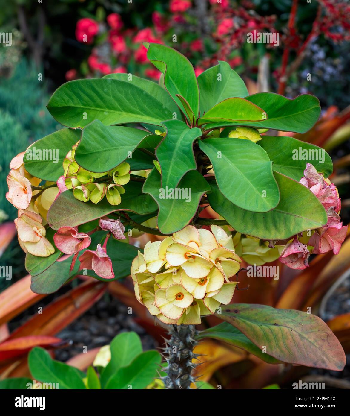 Blühende Kaktuspflanze in einem Garten in Queensland, Australien, Stockfoto
