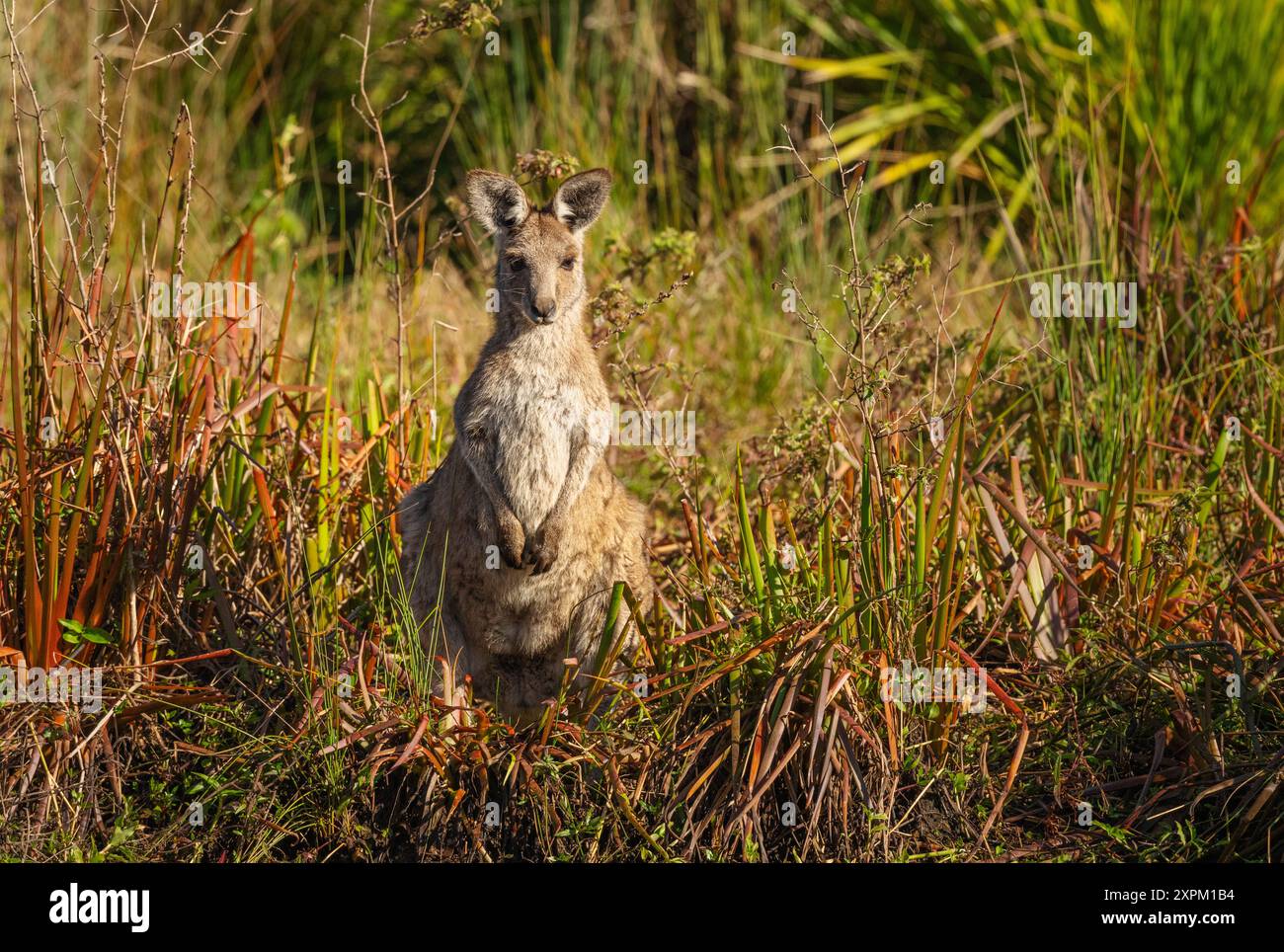 Eastern Grey Känguru (Macropus giganteus) in der Vegetation an der Gold Coast, Queensland, Australien. Stockfoto