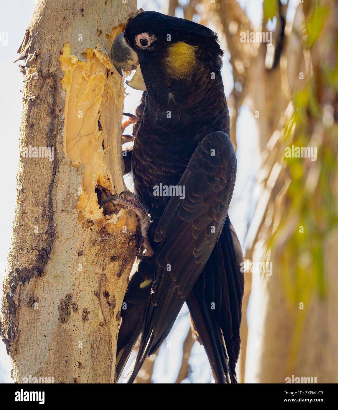 Gelbschwanz-Schwarzer Cockatoo (Zanda funerea), der die Rinde eines jungen Baumes abzerkleinert und an der Gold Coast, Queensland, Australien, große Schäden verursacht. Stockfoto