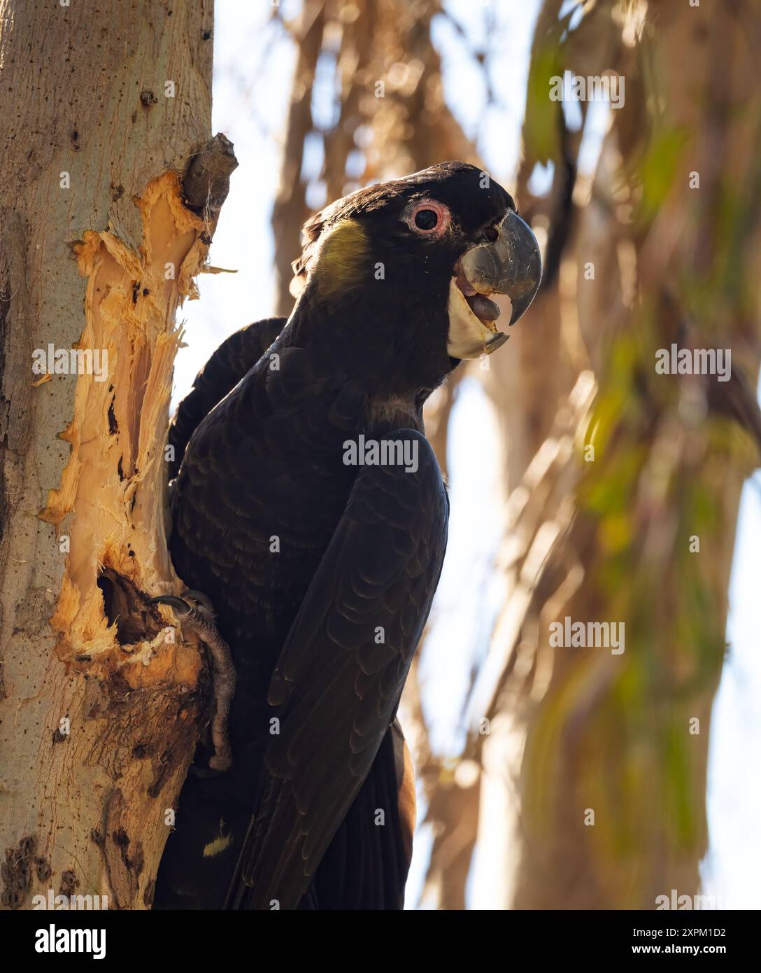 Der Gelbschwanz-Schwarze-Cockatoo ist eine von sechs Arten von Schwarzen-Cockatoo in Australien. In den letzten Jahren sind sie in einem rapiden Rückgang begriffen. Stockfoto