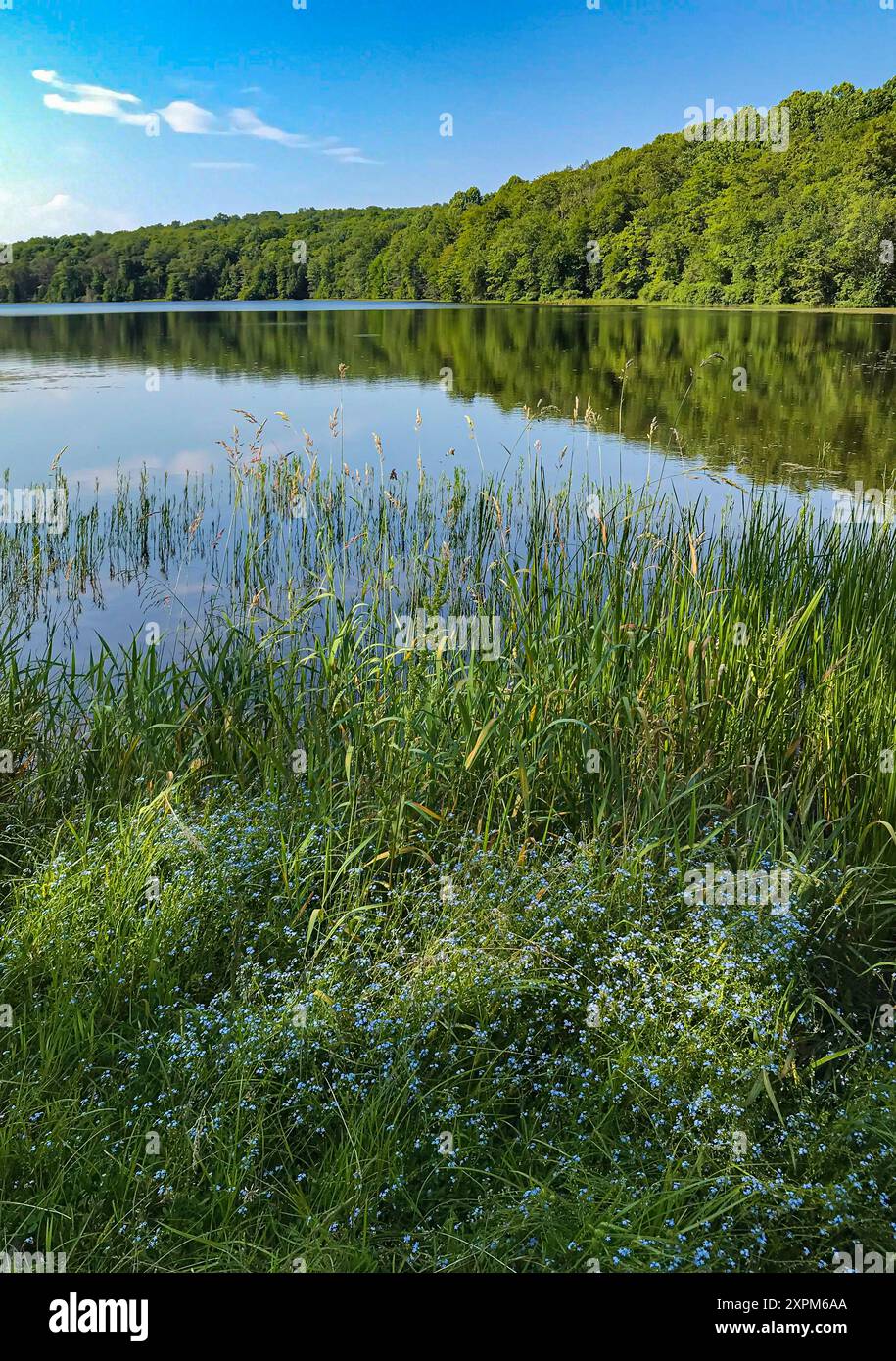 Hunters Lake liegt im Loyalsock State Forest im Sullivan County, Pennslyvania Stockfoto