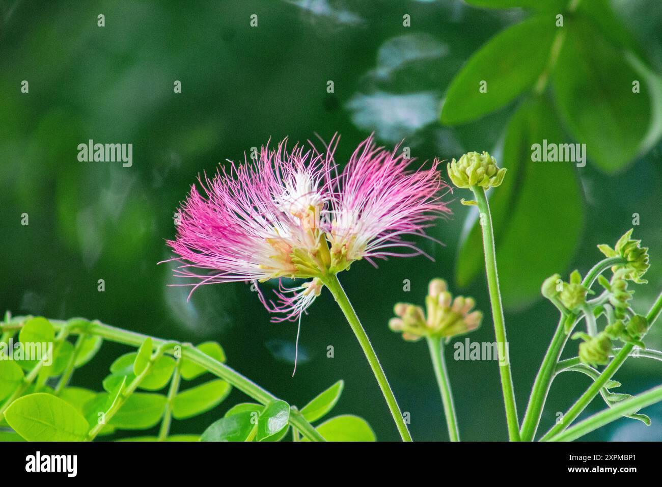 Albizia richardiana   Regenbaumblume   Gogon sirish   Ahmed Opu Stockfoto