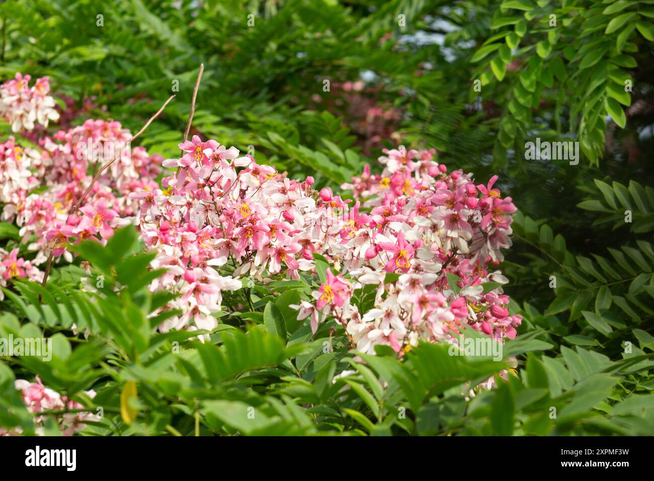 Rosa Dusche   Cassia javanica   Lal Shonail   Ahmed Opu Stockfoto