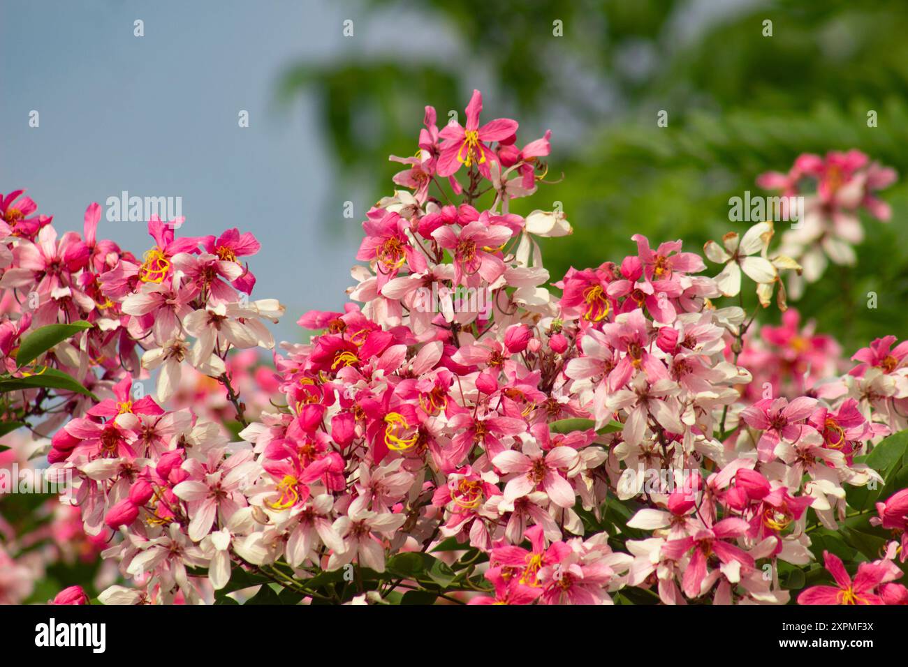 Rosa Dusche   Cassia javanica   Lal Shonail   Ahmed Opu Stockfoto