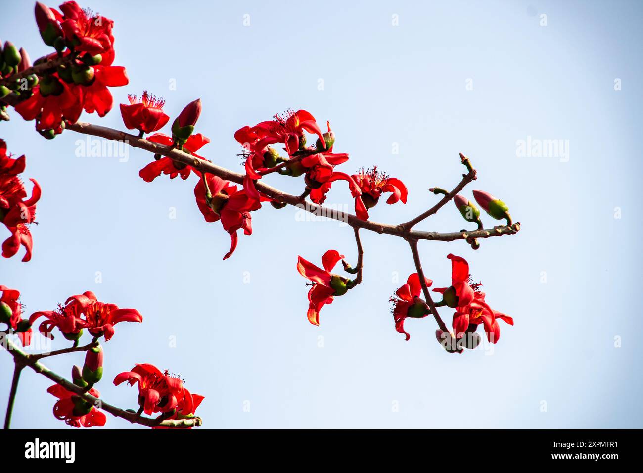 Rote Seidenbaumwollblume   Bombax Ceiba   Shimul ful   Ahmed Opu Stockfoto