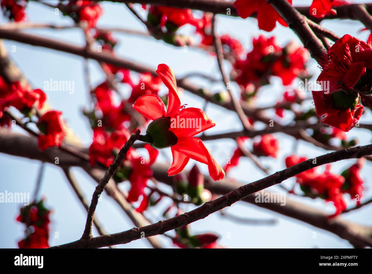 Rote Seidenbaumwollblume   Bombax Ceiba   Shimul ful   Ahmed Opu Stockfoto