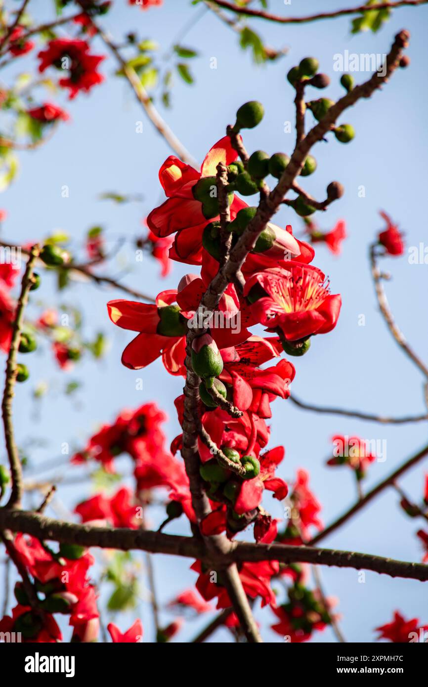 Rote Seide Baumwollblume   Bombax Ceiba   Shimul Ful Stockfoto