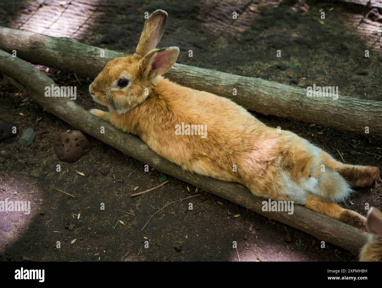 Mutterkaninchen (Oryctolagus cuniculus domesticus) mit kleinen Säuglingen Stockfoto