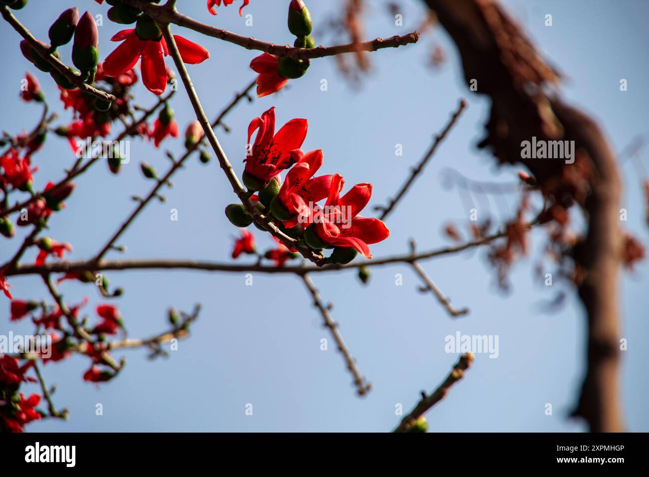 Rote Seide Baumwollblume   Bombax Ceiba   Shimul Ful Stockfoto