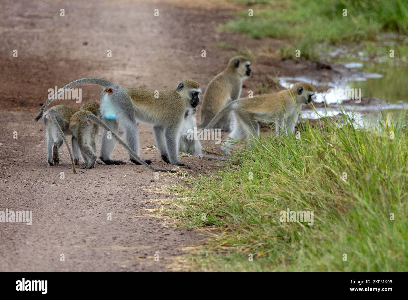 Affentruppe, Manyara-Nationalpark, Tansania Stockfoto