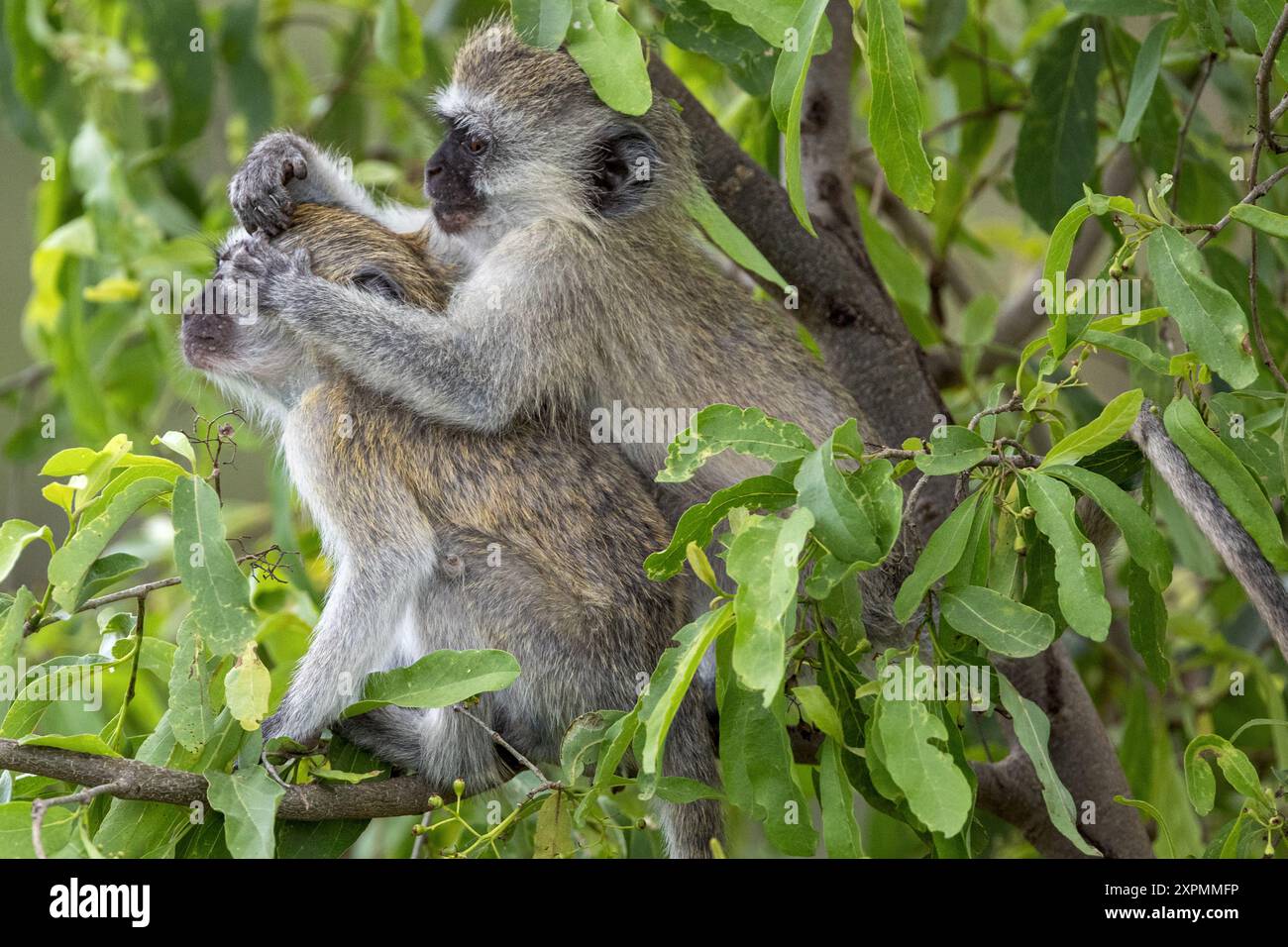 Vervet Affen, Grooming, Manyara Nationalpark, Tansania Stockfoto