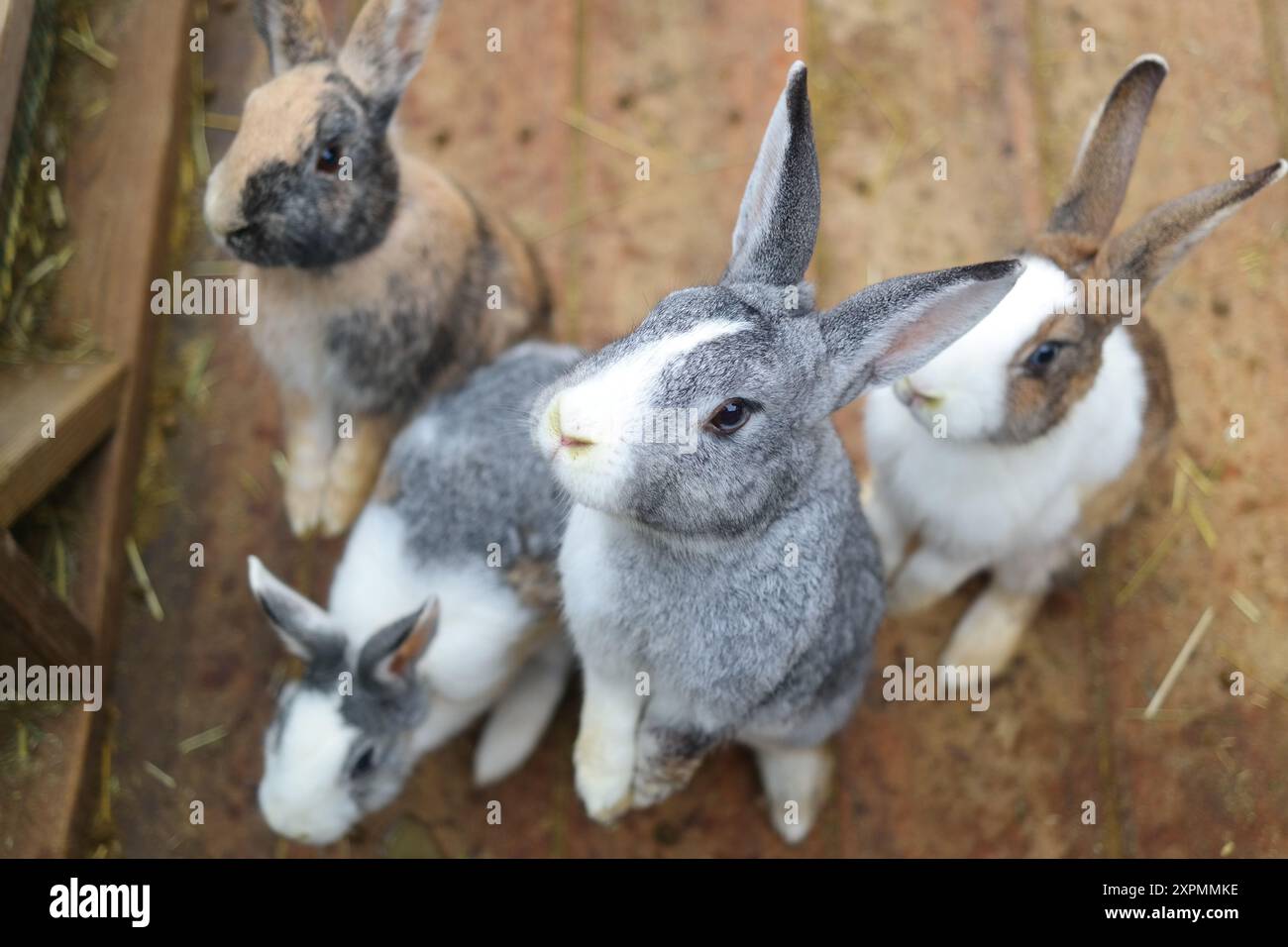 Kaninchen auf dem Bauernhof auf dem Holzboden, selektiver Fokus Stockfoto