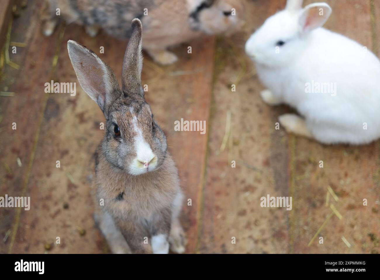 Kaninchen auf dem Bauernhof auf dem Holzboden, selektiver Fokus Stockfoto