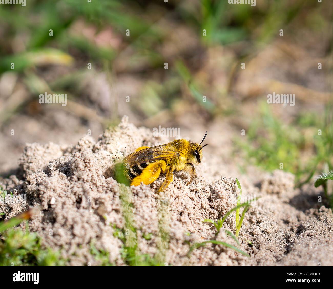 Natürliche Nahaufnahme einer weiblichen Pantaloon-Biene, Dasypoda hirtipes, die ihren Graben verlässt. Dasypoda hirtipes, die Pantaloonbiene oder haarige Bergbaubiene. Stockfoto