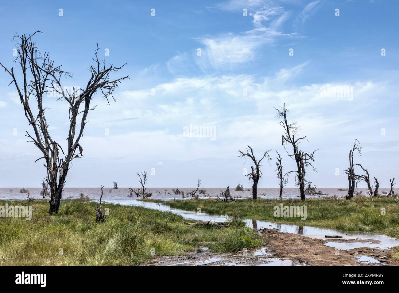 Tote Fieberbäume aufgrund von Überschwemmungen, Lake Manyara, Manyara Nationalpark, Tansania Stockfoto