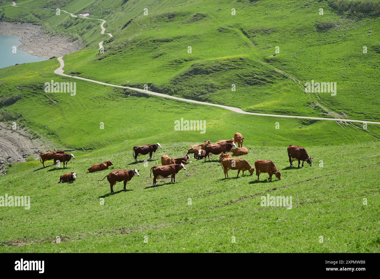 Idyllische Alpenlandschaft, Kühe weiden, in den französischen Alpen Stockfoto