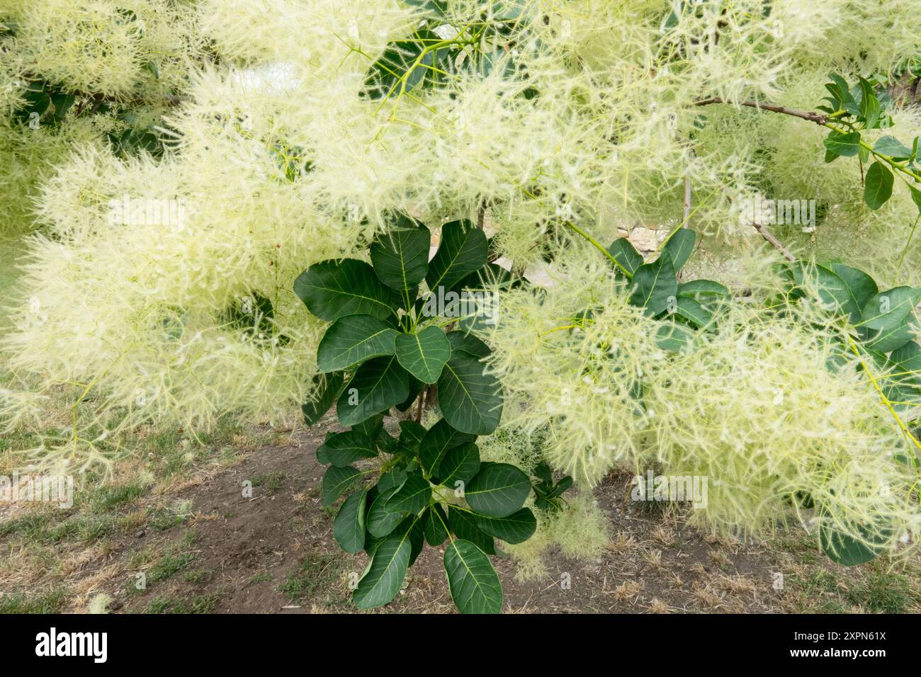 Europäische Smoketree Cotinus coggygria 'Young Lady' weiße Blüten Stockfoto