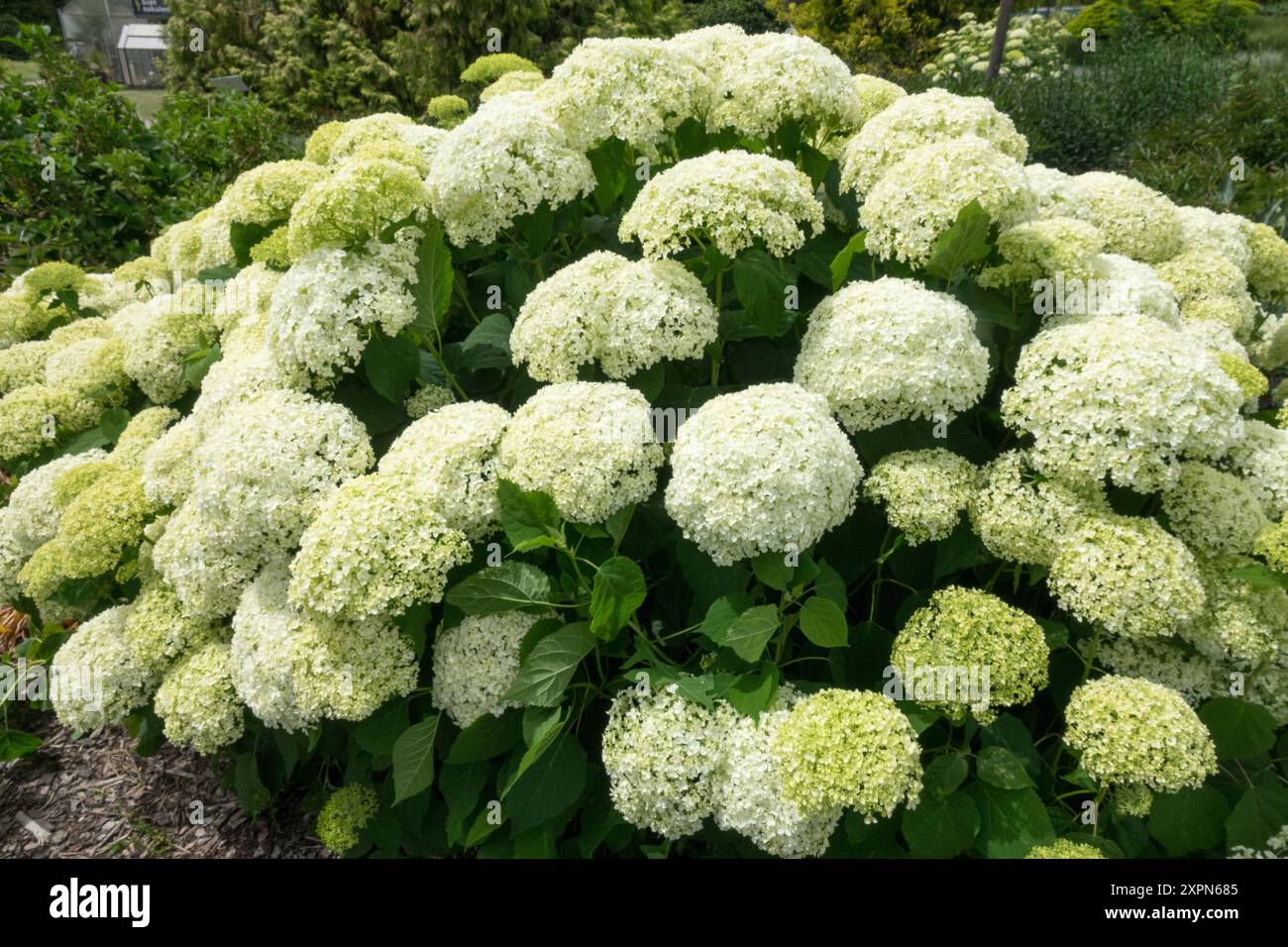 Weiße glatte Hortensie arborescens im Garten Stockfoto