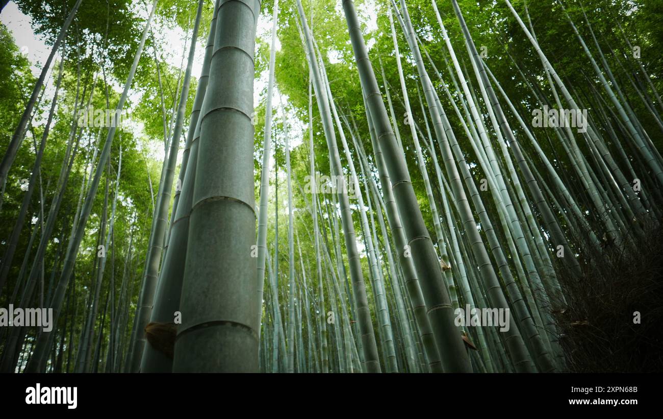 Der Arashiyama Bambushain: Eine der beliebtesten Sehenswürdigkeiten von Kyoto (Japan) Stockfoto