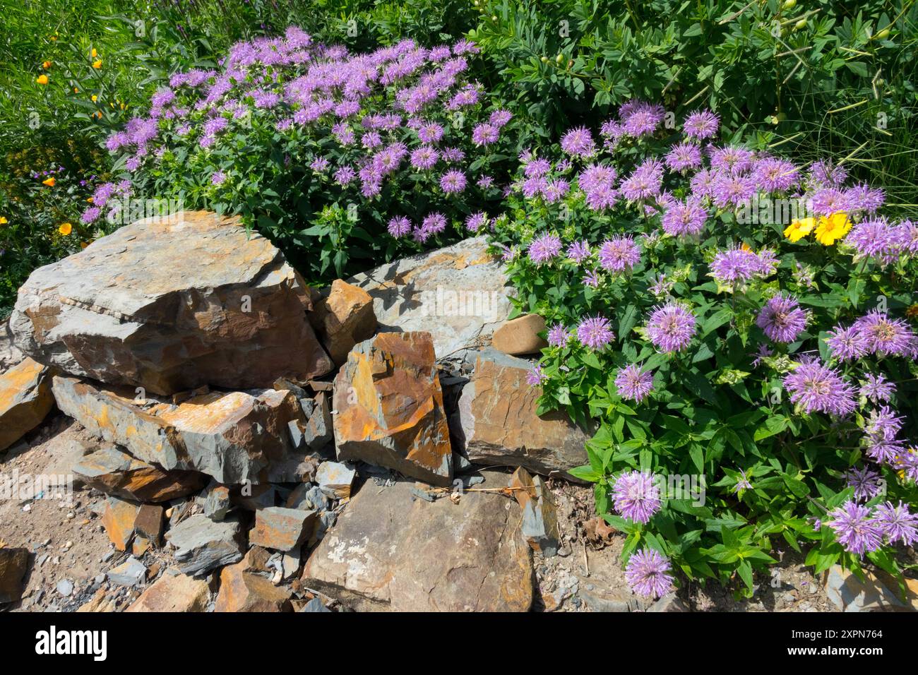 Mintleaf Beebalm Monarda fistulosa var. Menthifolia harter wachsender Steingarten Stockfoto