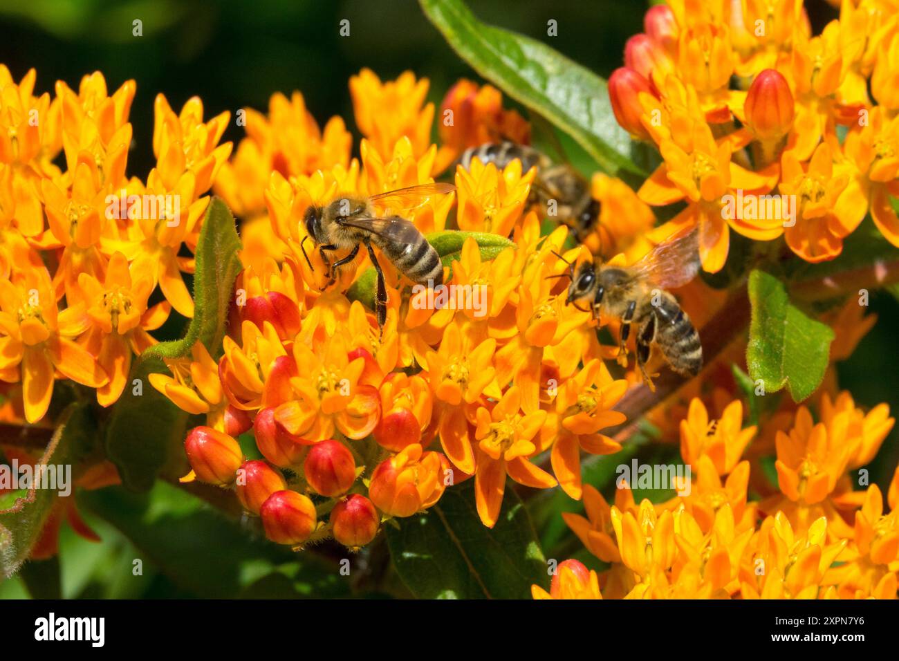 Bienen auf Asclepias tuberosa Blume Europäische Honigbiene APIs mellifera Honigbiene auf Milkweed Orange Pleuriy Root Indian Paintbrush Stockfoto