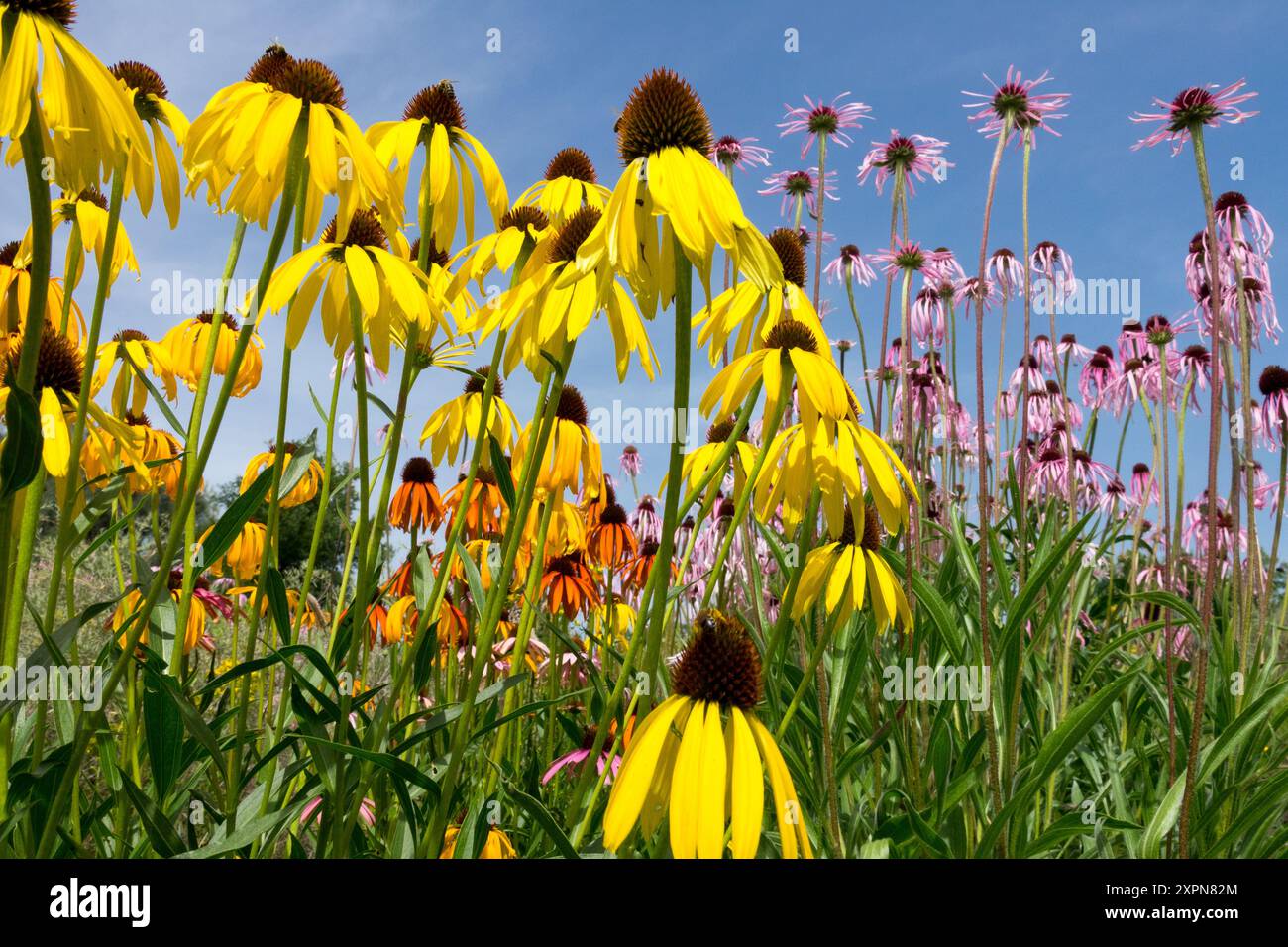 Gelber Ozark Coneflower, Echinacea paradoxa hardy Coneflower Stockfoto