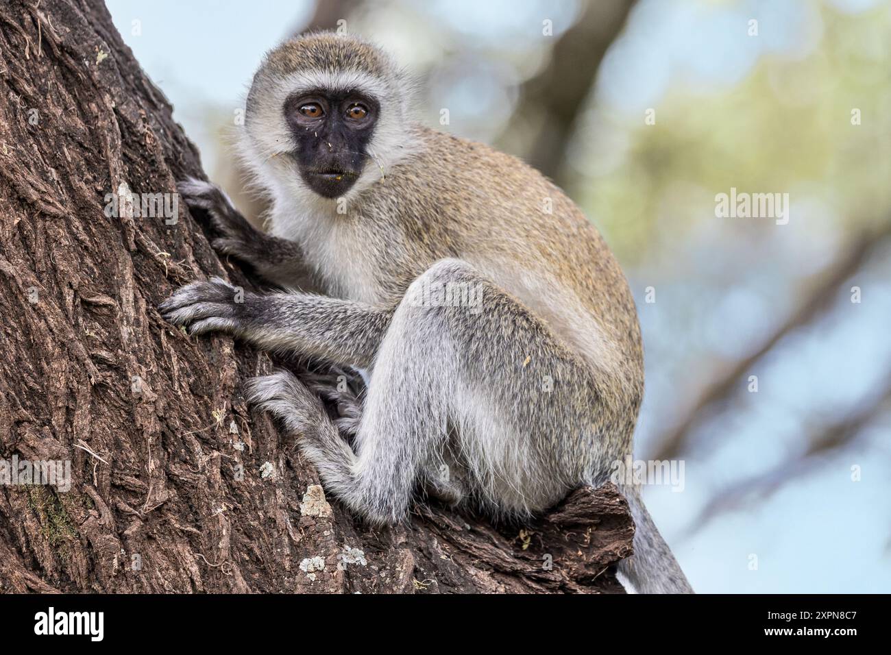 Vervet Affe, ängstlich, Manyara Nationalpark, Tansania Stockfoto