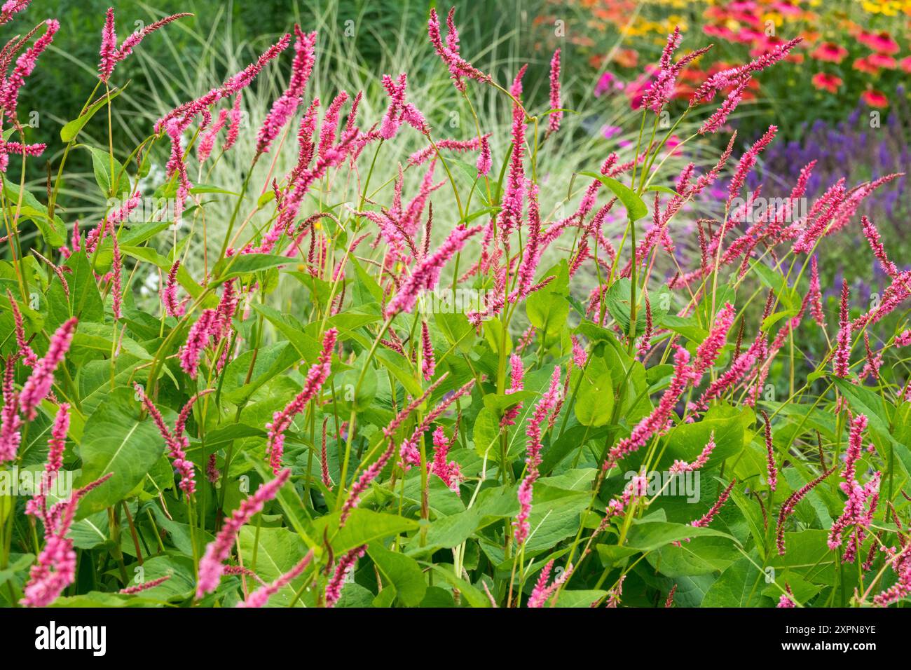 Bistorta amplexicaulis "Janet" Persicaria Stockfoto